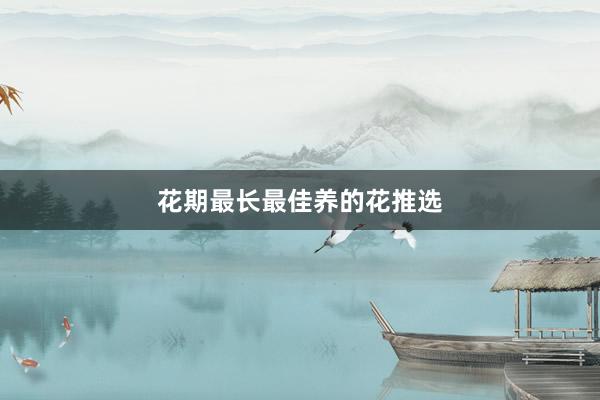 花期最长最佳养的花推选